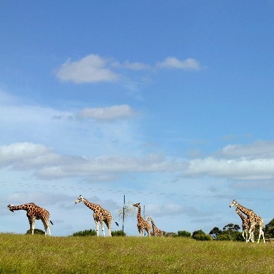 Fota Island Wildlife Park