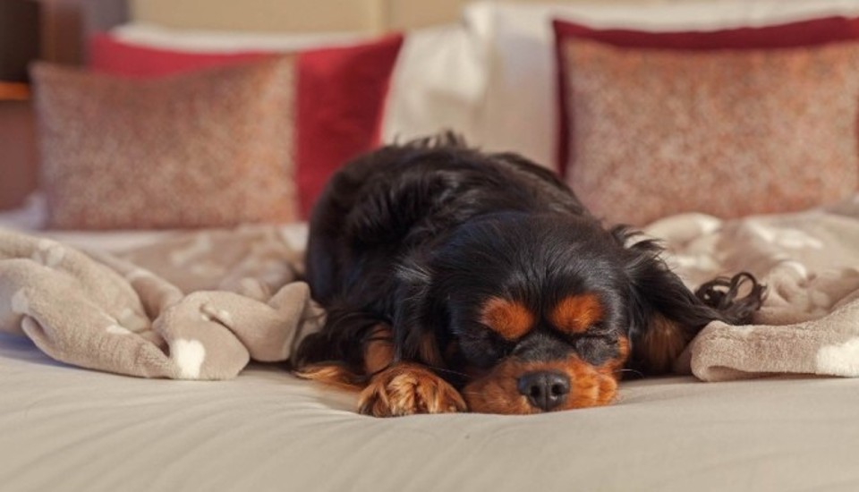 Dog Friendly Stays