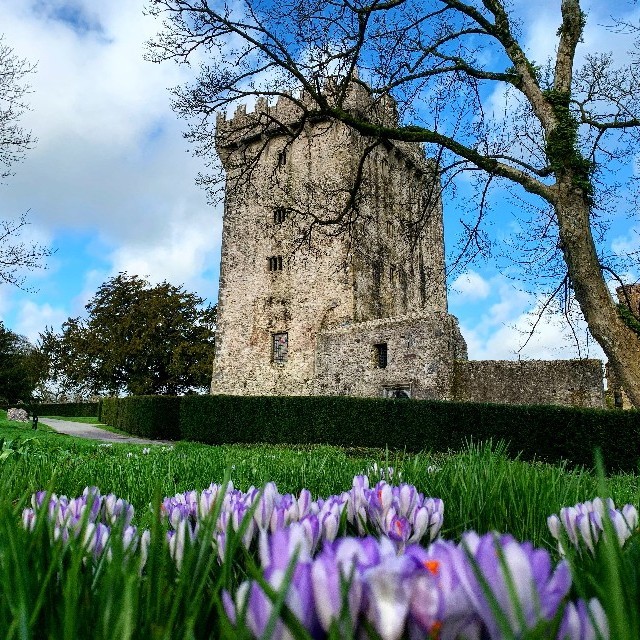 The Kingsley - Spring