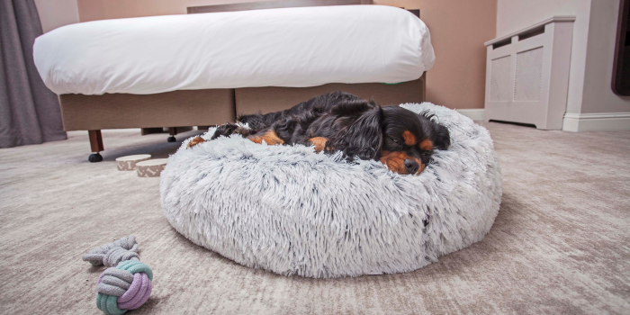 Dog Friendly Stays